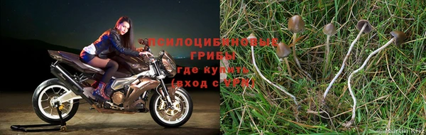 прущие грибы Пролетарск